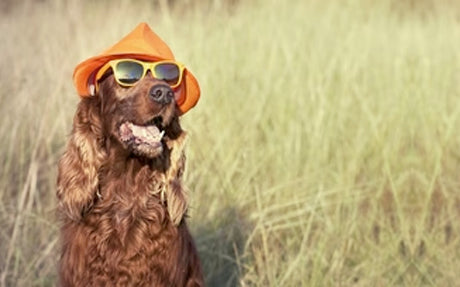 dog wearing a sunglass