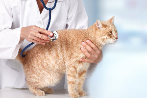 cat in a vet