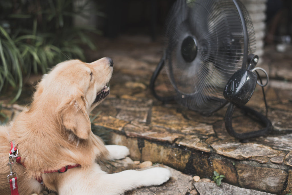 dog cooling in electric fan