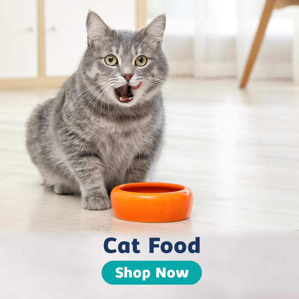 Cat eating cat food