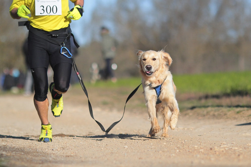 dog on a marathon