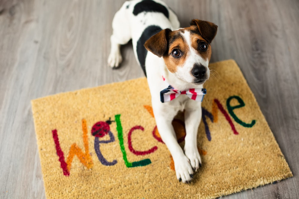 dog sitting on a welcome mat
