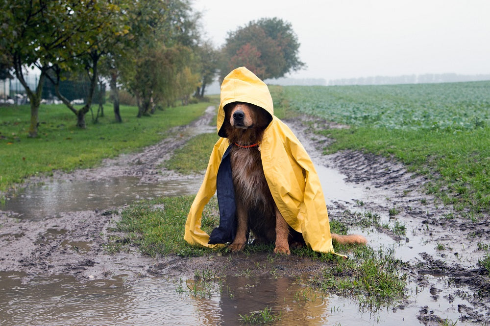 dog wearing a yellow raincoat