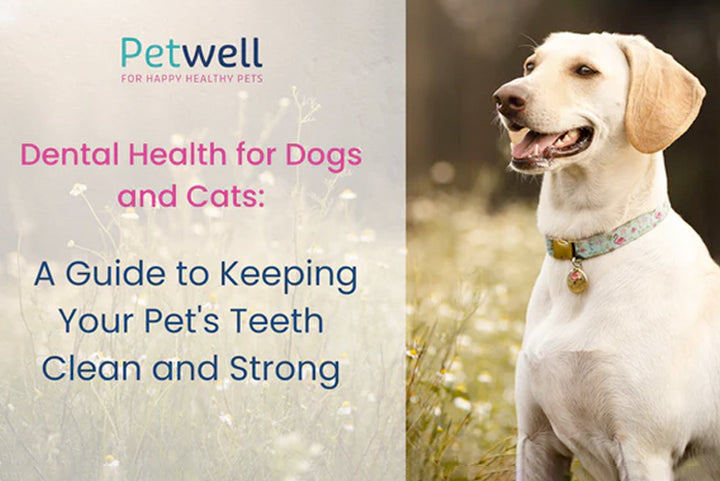 Dental Health for Dogs and Cats: A Guide to Keeping Your Pet's Teeth Clean and Strong
