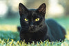 Celebrate National Black Cat Day: Myths, Magic & Our Favourite Felines