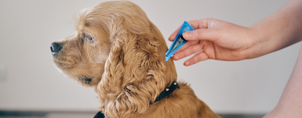The Essential Guide to Flea and Tick Prevention: Keeping Your Pet Safe and Healthy