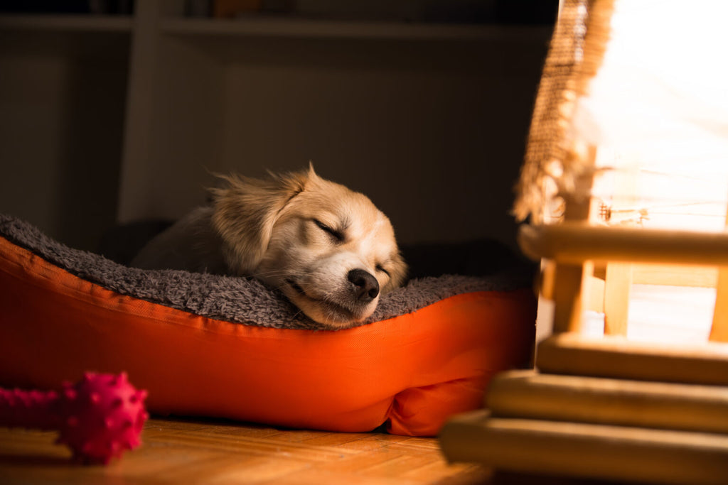 Keeping Pets Calm During Fireworks: How to Build a Safe Den + Expert Tips