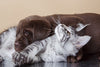 puppy and kitten napping together