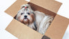 dog in a box