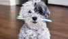 dog biting a toothbrush