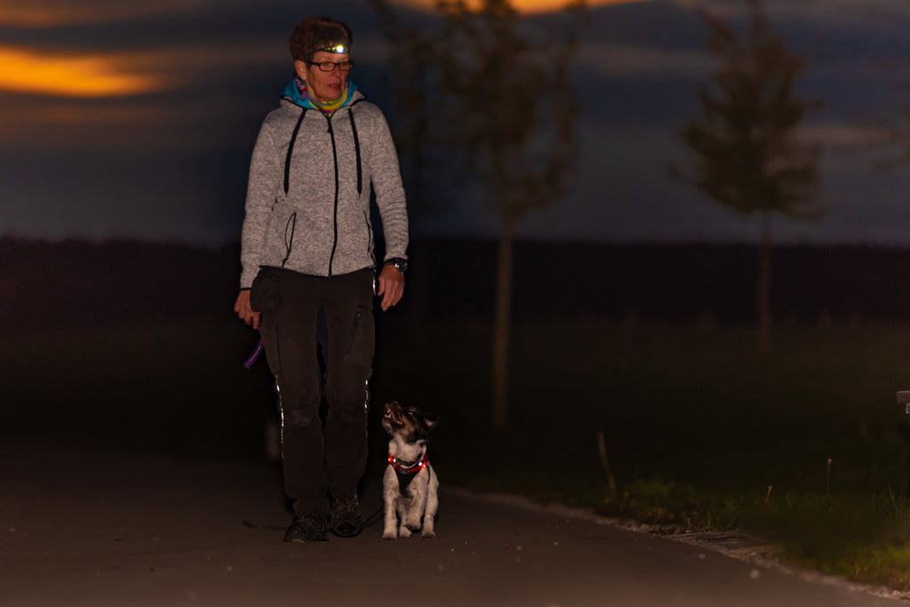 Dog safety on night walks