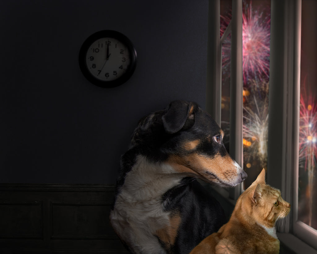 How to Protect Your Pets During Firework Season and Halloween