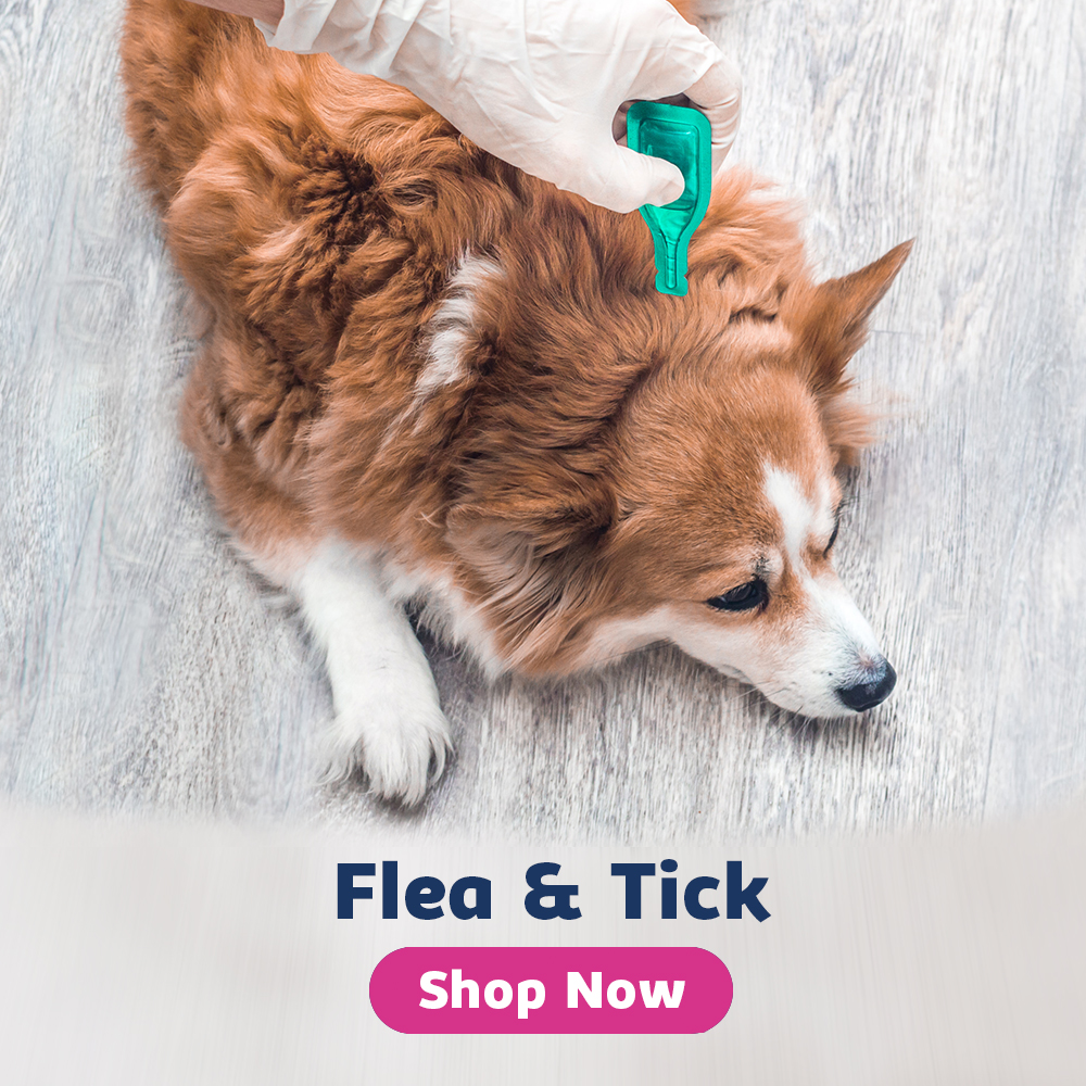 dog flea & tick