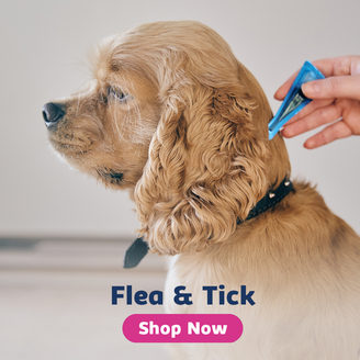 dog flea & tick