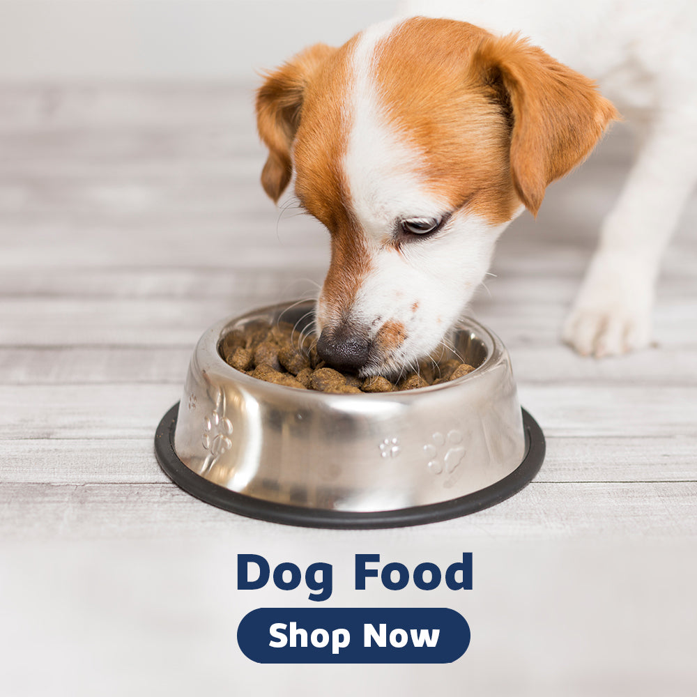 Corgi dog with dog food