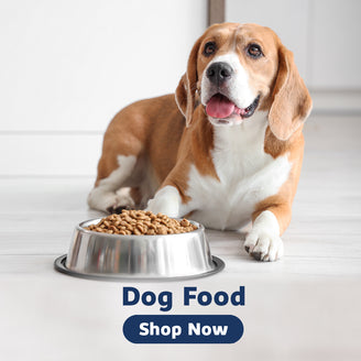 Corgi dog with dog food