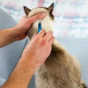 putting medicine to a cats neck