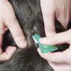 Applying medicine to the pets neck