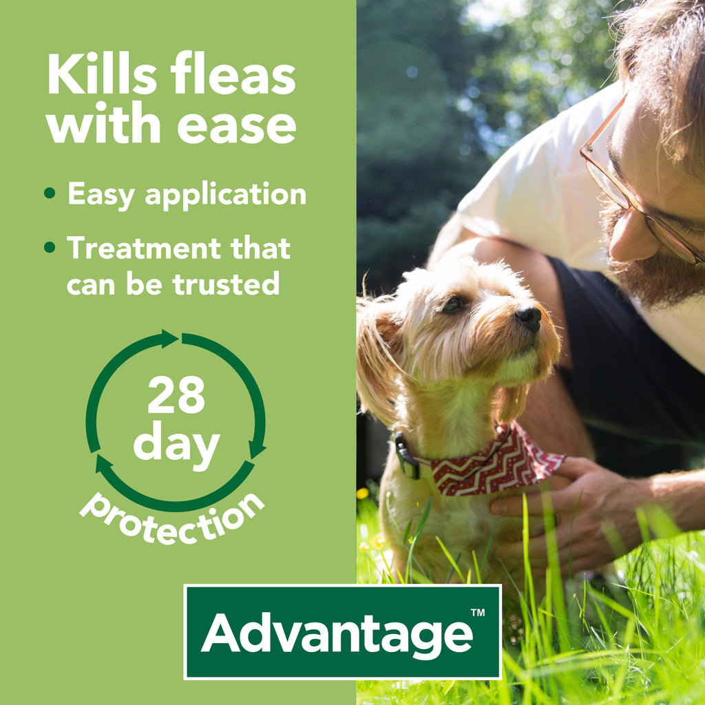 Advantage kills fleas with ease