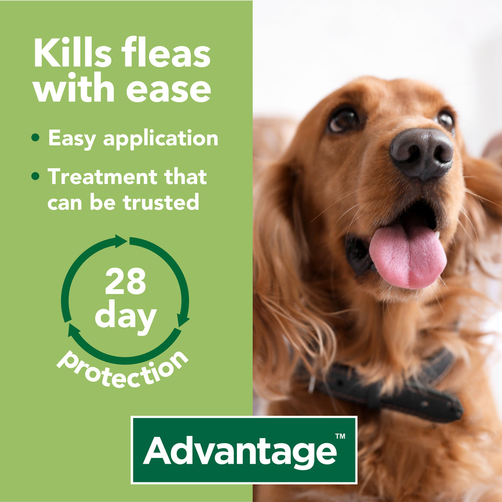 Advantage - Kills fleas with ease