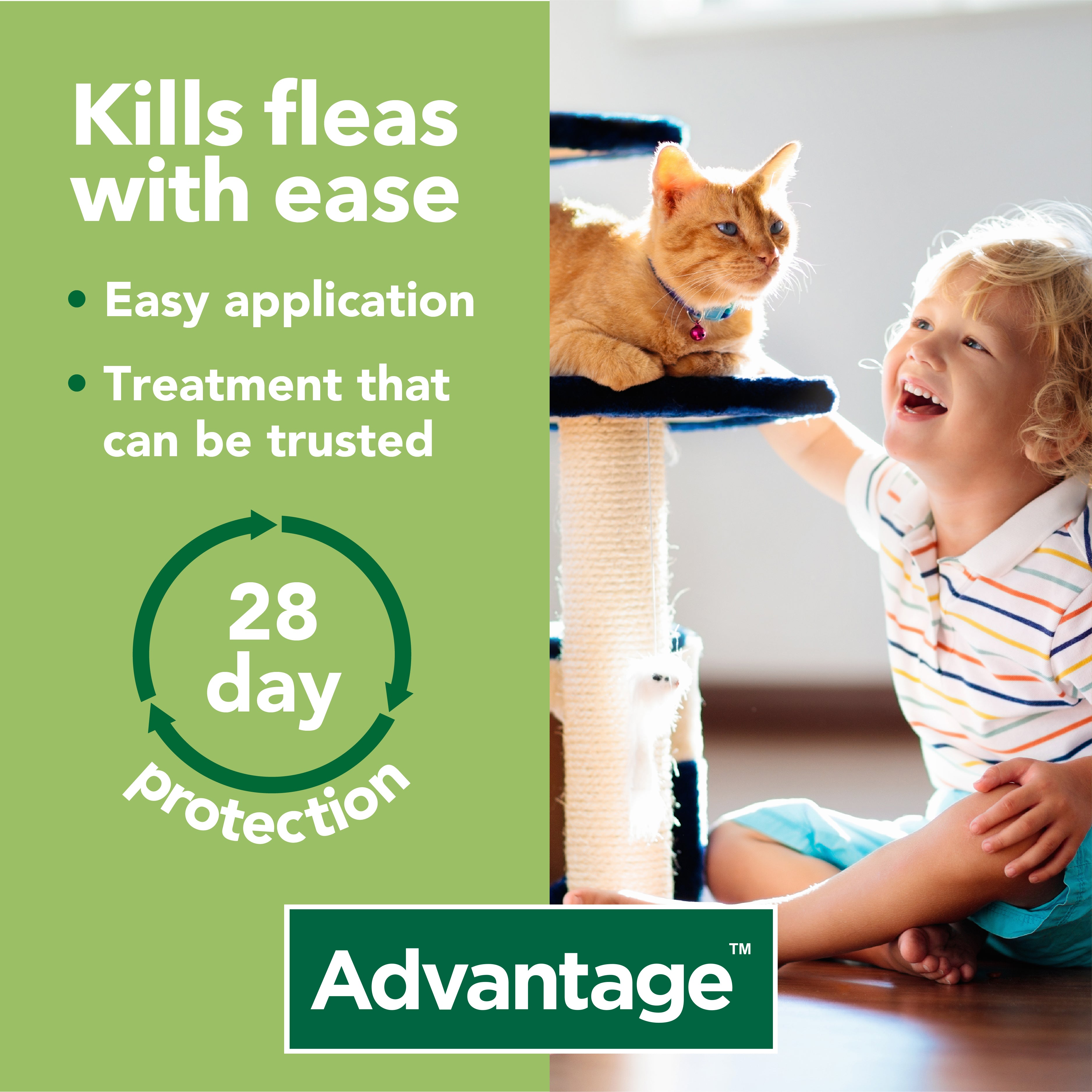 Advantage 80 Flea Treatment for Cats and Rabbits | Petwell