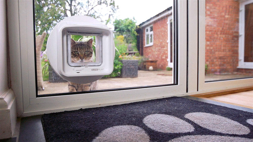 Glass door for cat