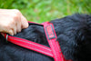 Lifestyle View of KONG Norwegian Red Dog Harness