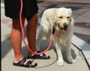 Lifestyle View of KONG Rope Red Dog Leash