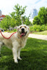 Lifestyle View of KONG Rope Red Dog Leash