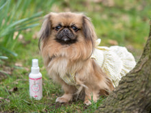Lifestyle View of Nilaqua Pets Gentle Leave In Detangle Dog Spray