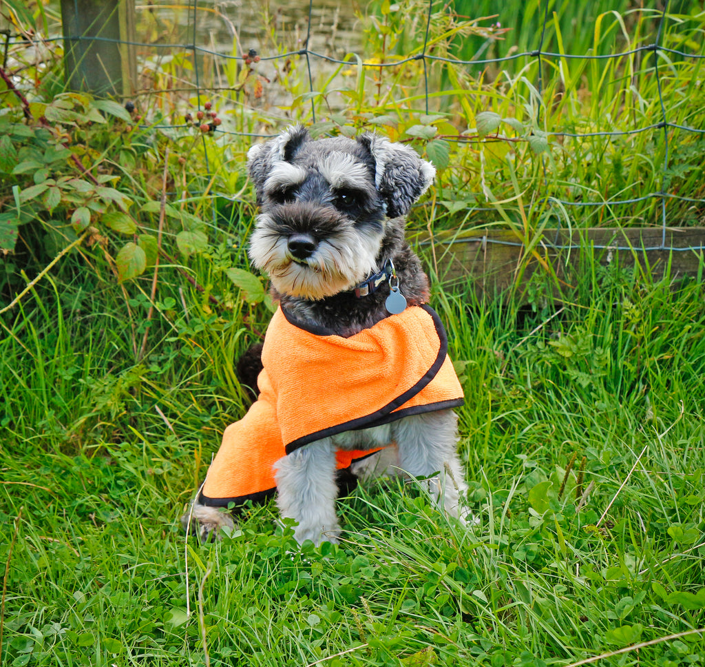 Small dog sat on the grass wearing a Rac Advanced Microfiber Towel Coat
