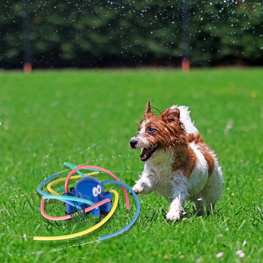 Small dog playing outdoors with a Outpaws Octopus Sprinkler