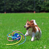 Dog playing Octopus Sprinkler