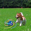 Small dog playing outdoors with a Outpaws Octopus Sprinkler