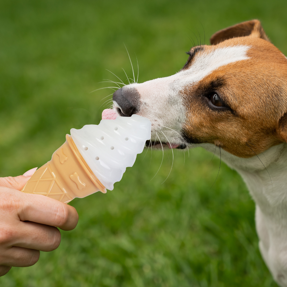 Jack Russell Terrier licking the Outpaws Pet Cooling Ice Cream Toy outdoors