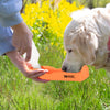 Golden Retriever using the RAC Travel Water Bottle outdoors