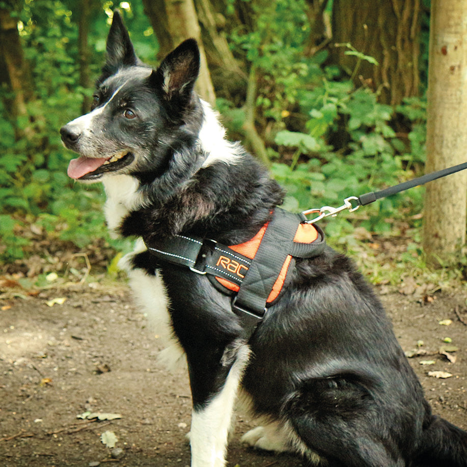 Border Collie using the Rac Advanced Walking Harness for Dogs outdoors