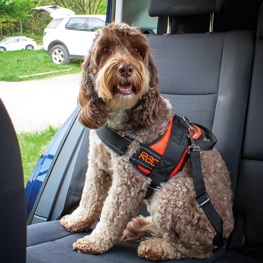 Dog using the Rac Advanced Walking Harness for Dogs in a car