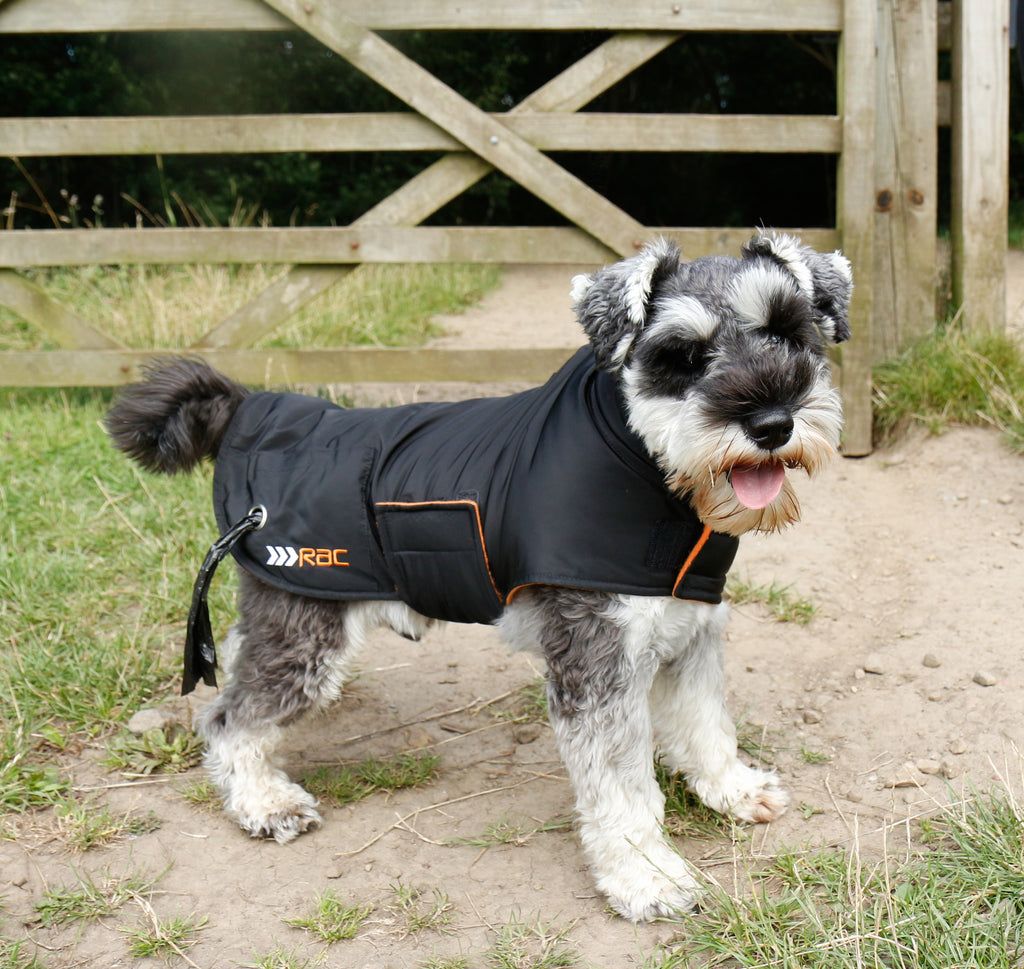 Miniature Schnauzer using the Rac Advanced Weatherproof Coat for Dogs outdoors