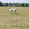 Labrador Retriever using the Rac Tie Out Stake & Cable Kit outdoors