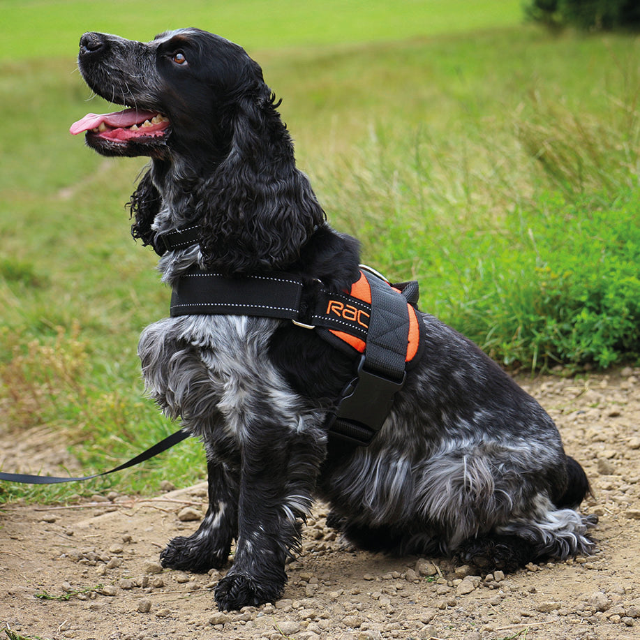 Cocker Spaniel using Rac Advanced Walking Harness for Dogs outdoors