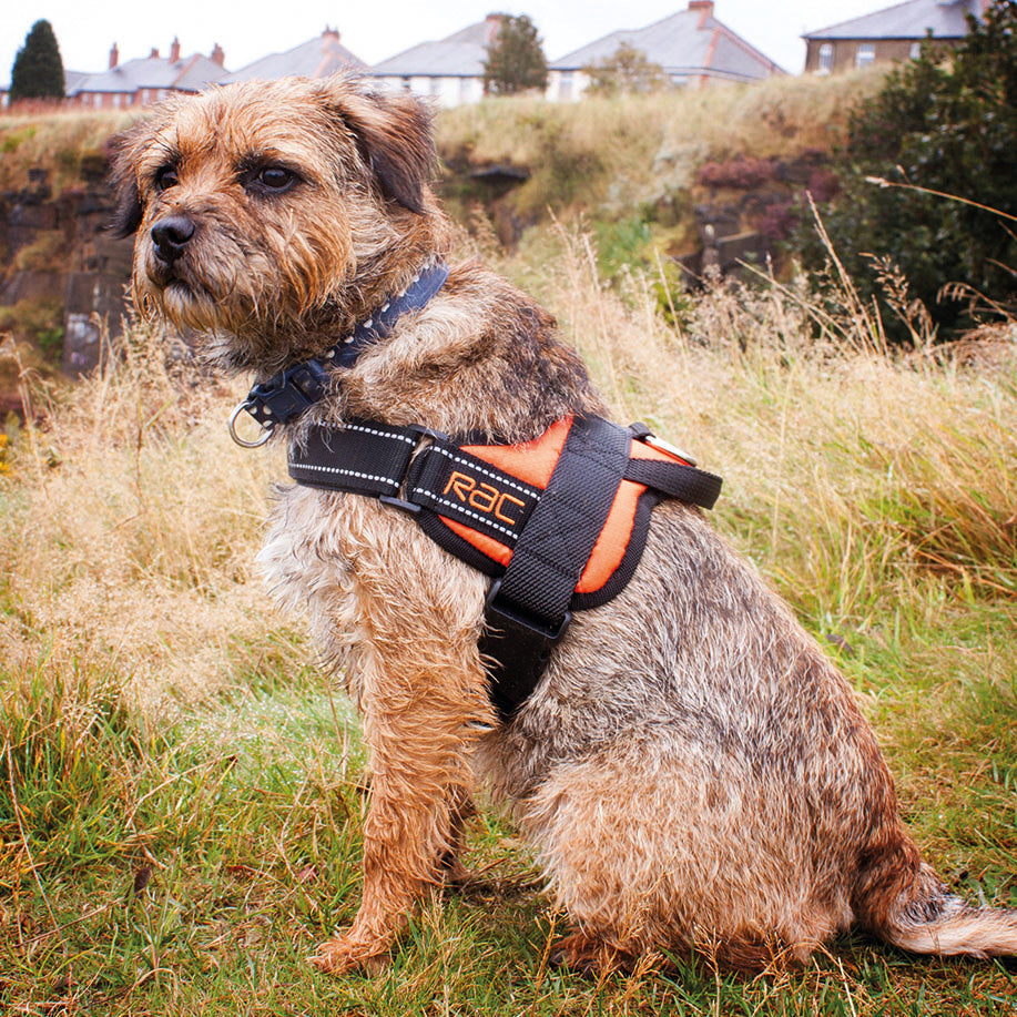 Border Terrier using Rac Advanced Walking Harness for Dogs outdoors
