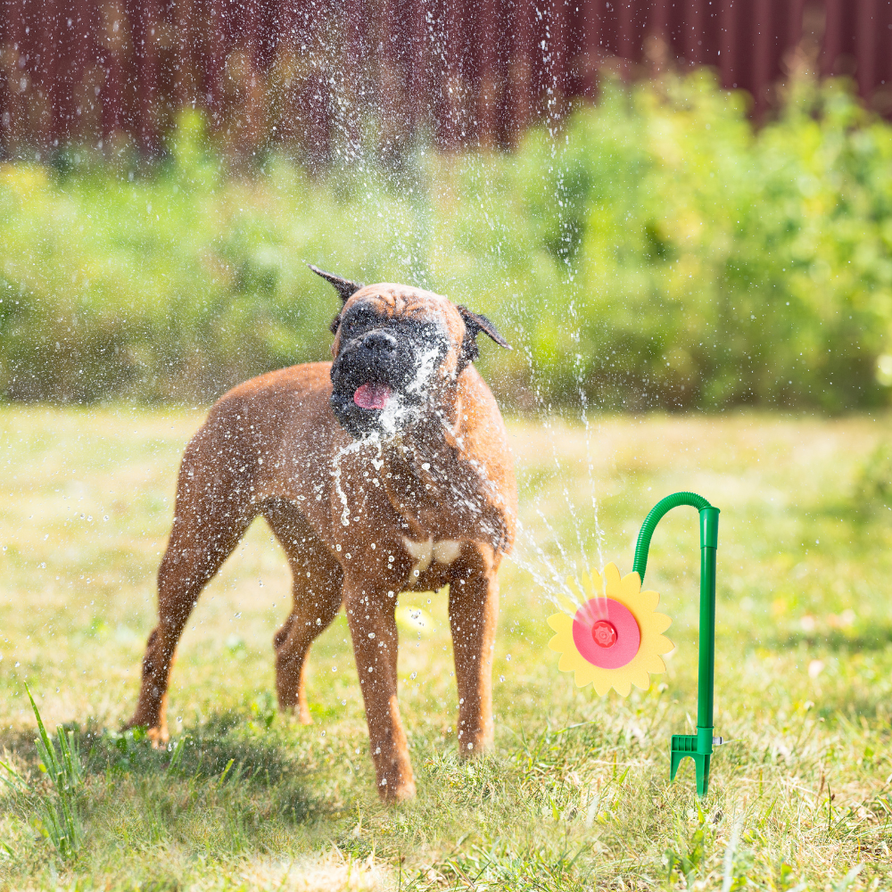Boxer using the Outpaws Cooling Flower Water Sprinkler outdoors