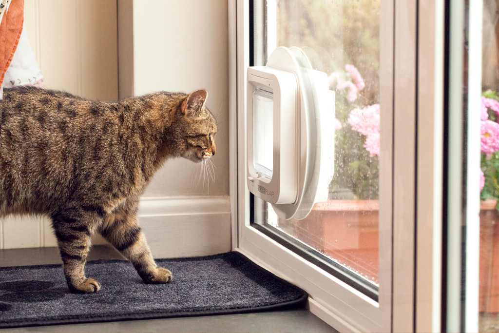 cat going outside using cat door