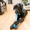 Labrador playing with KONG Squeak Stix dog toy in the living room