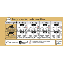 Royal Canin Maine Coon Adult Dry Cat Food