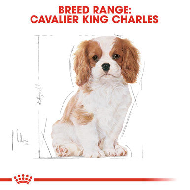 Royal Canin Cavalier King Charles Puppy Dry Dog Food Petwell UK