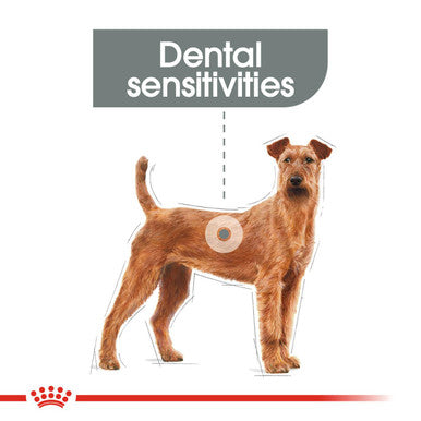 Royal Canin Medium Dental Care Adult Dry Dog Food