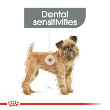 Royal Canin Mini Dental Care Adult Dry Dog Food