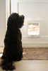 Sureflap Microchip Pet Door Brown